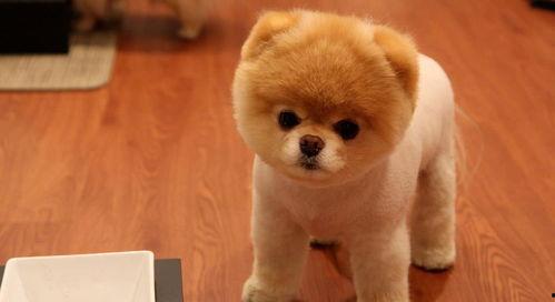 娱乐吃瓜酱精神抚慰犬,陪你度过欢乐时光的治愈伙伴